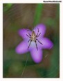 /album/fotogaleria-fotos-flora-y-fauna/spiderflower1-jpg/